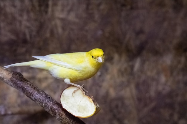 Yellow bird sits on an apple slice