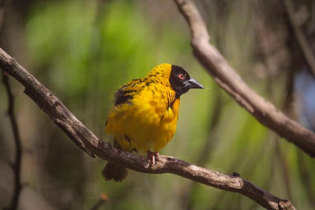 Photo a yellow bird with a black head and red eye sits on a branch.