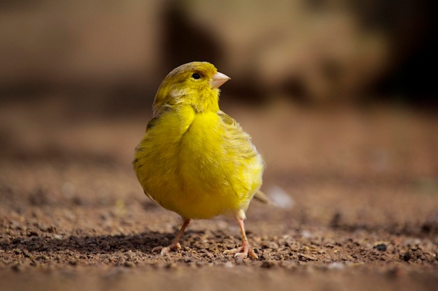 A yellow bird with a small beak is standing on the ground.