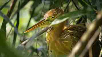 Photo yellow bittern ixobrychus sinensis on background generative ai