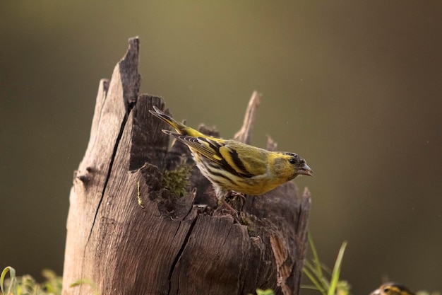 Foto un uccello giallo e nero è appollaiato su un ceppo