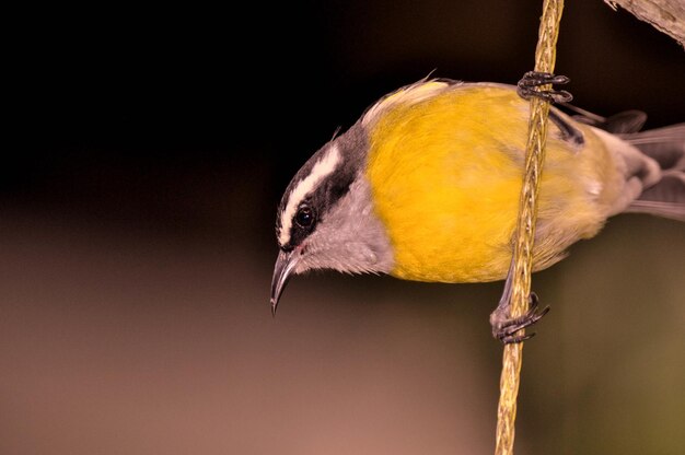 Photo a yellow and black bird is perched on a twig