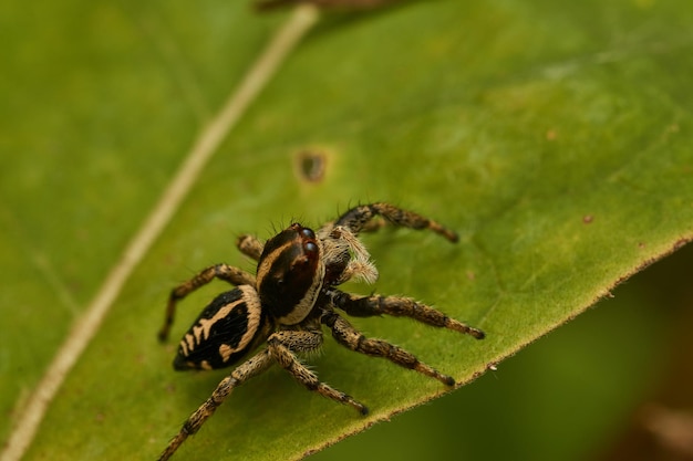 A yellow and black spider perched on a branch