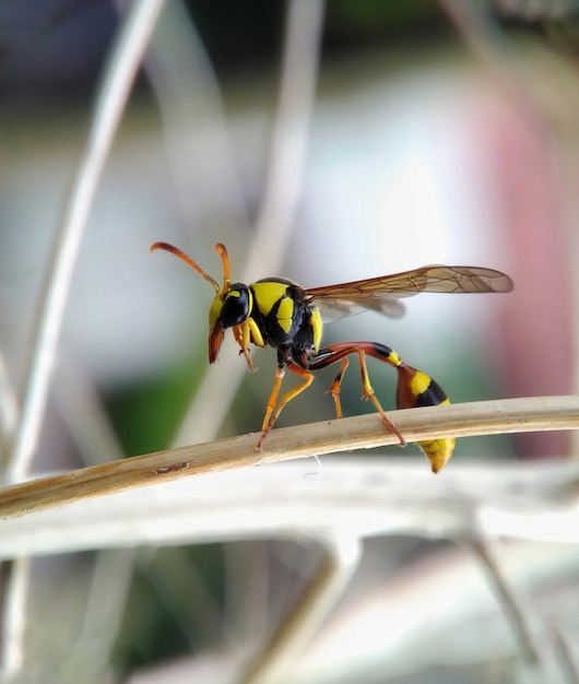 Yellow Blast Bee