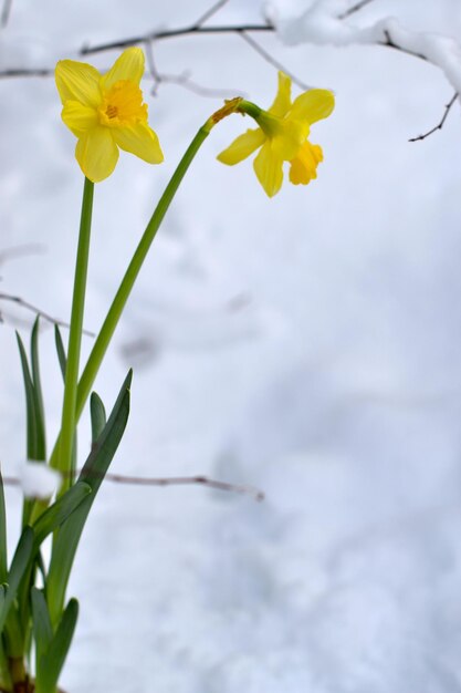 写真 雪 の 背景 に 黄色い 花 の 花 が い て いる