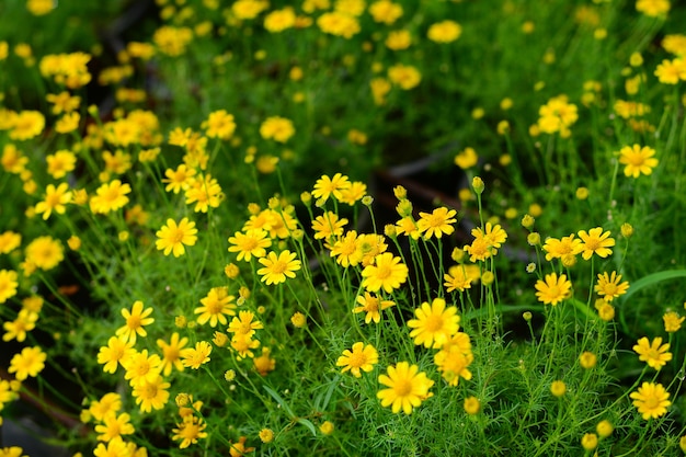 庭の黄色い咲くデイジーの花