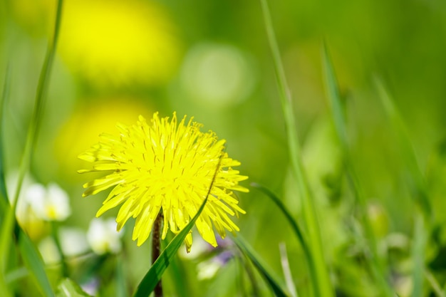 牧草地の黄色い咲くタンポポのクローズアップ太陽の下で春の花