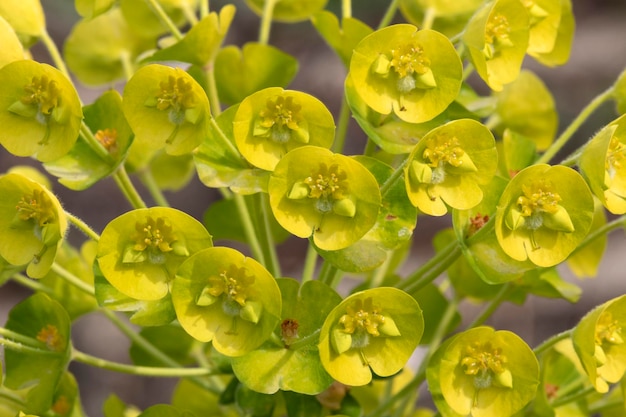 Yellow blooming Euphorbia Characias close up