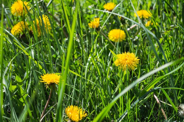 Yellow blooming flower of dandelion closeup on green field Spring and summer background