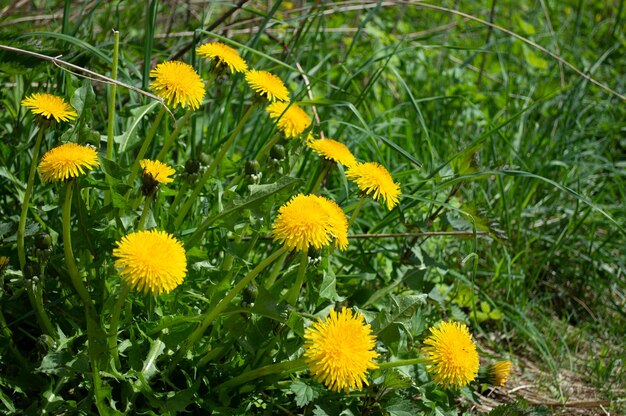 Yellow blooming flower of dandelion closeup on green field Spring and summer background