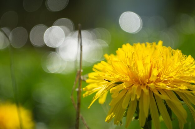 Photo yellow blooming flower of dandelion closeup on green field spring and summer background