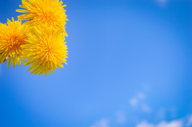 Yellow blooming flower of dandelion closeup with blue sky on background Spring and summer background