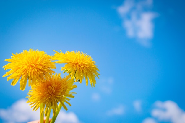 Yellow blooming flower of dandelion closeup with blue sky on background Spring and summer background