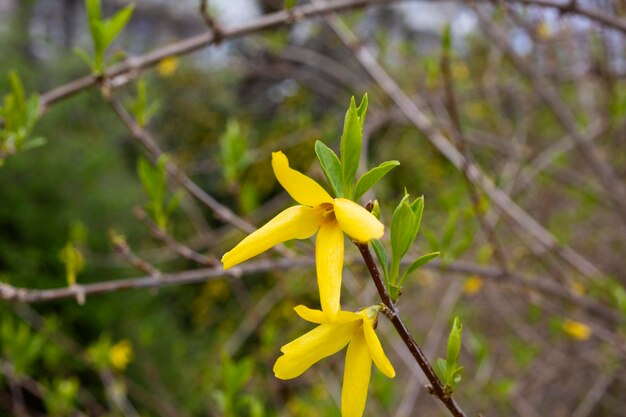 봄에 노란색 피는 개나리 꽃은 upforsythia intermedia를 닫습니다.