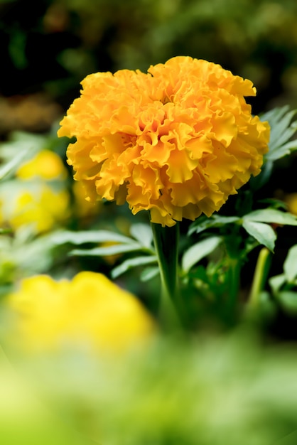 Yellow blooming marigolds in the garden