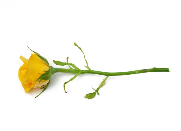 Желтая цветущая роза на белом фоне