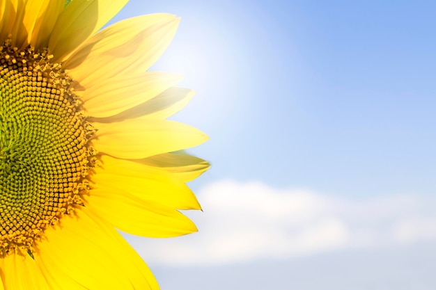 Yellow blooming sunflower on a blue clear sky background with copy space