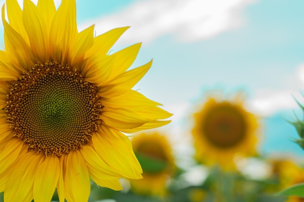 yellow, blooming sunflower flower close up on blue sky background in field