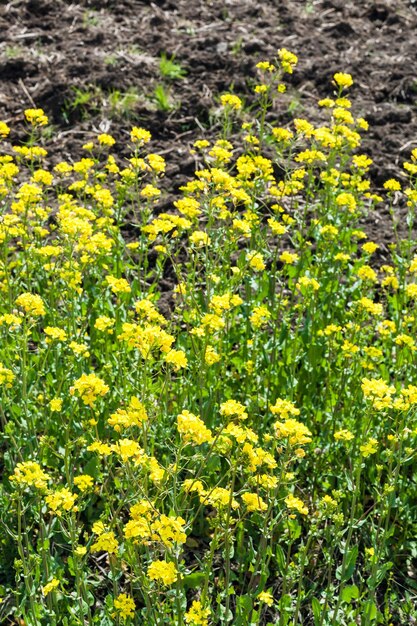 Yellow blooms of canola