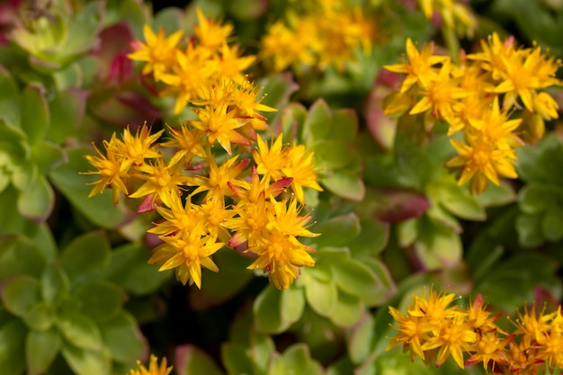 Yellow blooms from succulent plant varieties. Scientific name; Sedum palmeri