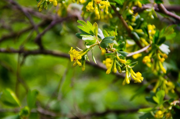 Yellow blossom of currant in garden