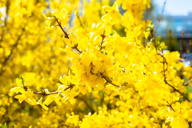 写真 春の晴れた日の黄色い花
