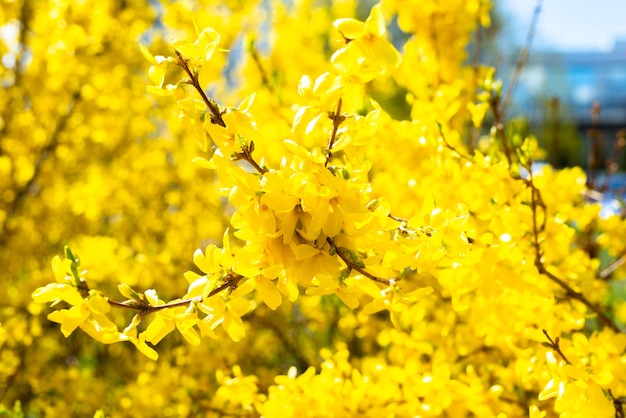 Yellow blossom on spring sunny day