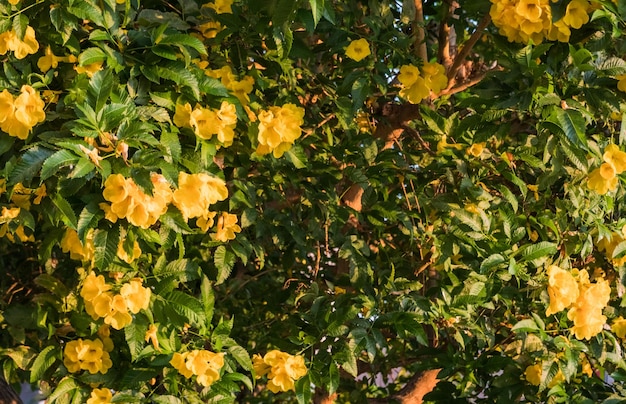 Photo yellow blossoms on a tree in a resort on vacation in egypt detail