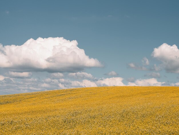 Yellow and blue field Agriculture field in the rural area on a summer day White clouds in the sky over crop hills