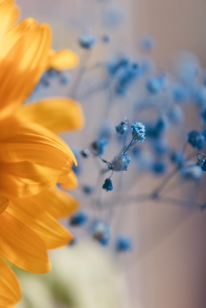 黄色と青の花はウクライナを象徴しています
