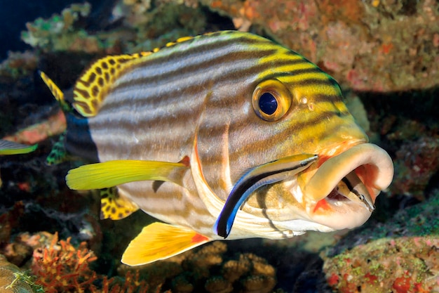 Foto un pesce a strisce gialle e blu con una striscia blu sulla coda sta mangiando un pesce.