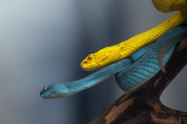 Yellow and Blue viper snakes in close up