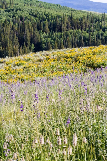 Желтые и синие полевые цветы в полном цвету в горах.