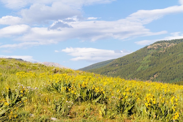 Желтые и синие полевые цветы в полном цвету в горах.