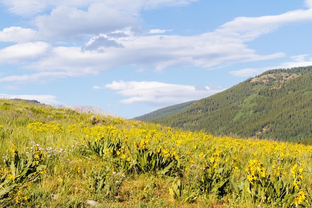 Yellow and blue wildflowers in full bloom in the mountains.