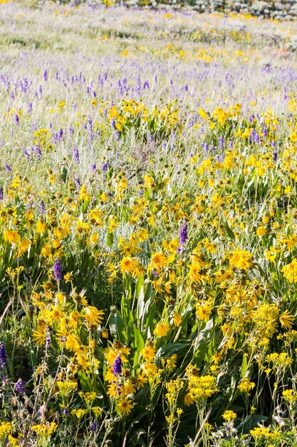 Yellow and blue wildflowers in full bloom in the mountains.