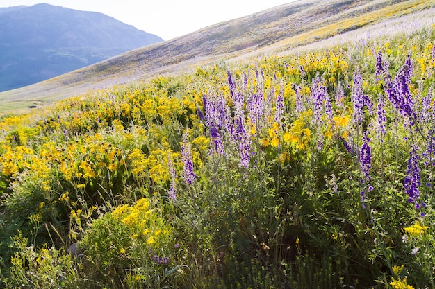 Yellow and blue wildflowers in full bloom in the mountains.