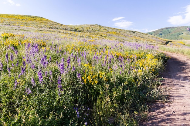 Yellow and blue wildflowers in full bloom in the mountains.