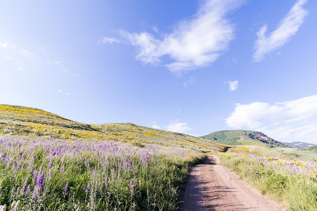 Yellow and blue wildflowers in full bloom in the mountains.