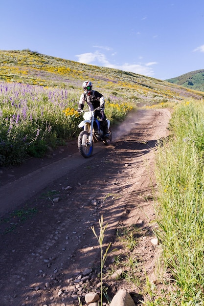 Yellow and blue wildflowers in full bloom in the mountains.