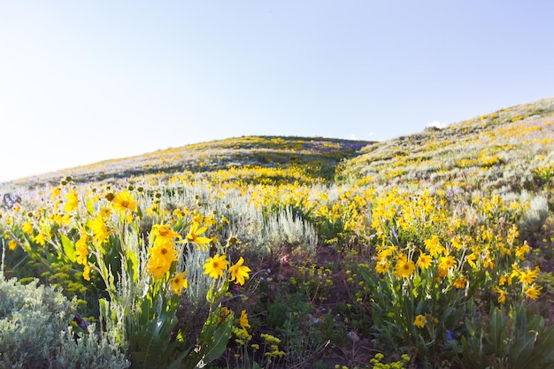 Yellow and blue wildflowers in full bloom in the mountains.