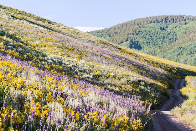 山に咲く黄色と青の野花。