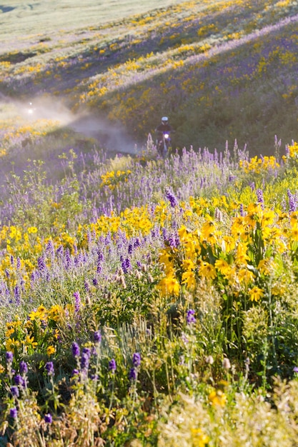 Yellow and blue wildflowers in full bloom in the mountains.