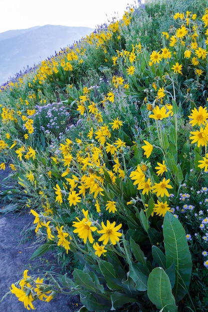 Yellow and blue wildflowers in full bloom in the mountains.