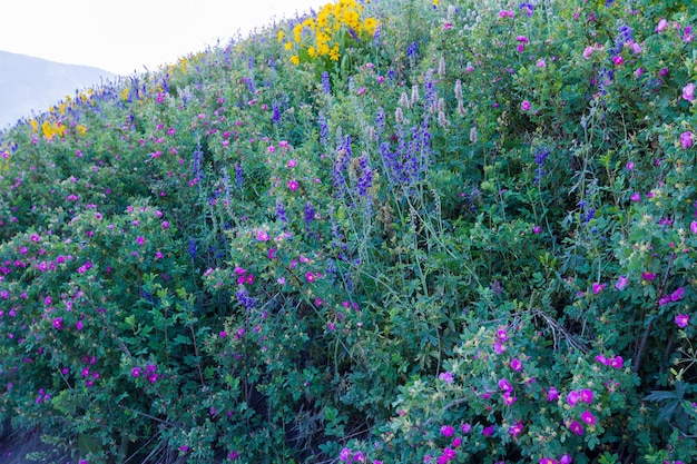 Yellow and blue wildflowers in full bloom in the mountains.