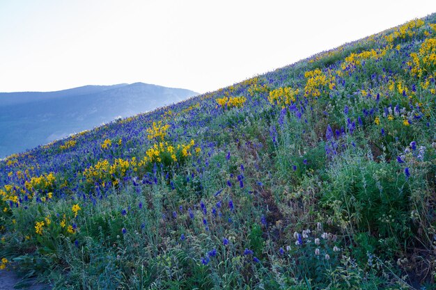 Photo yellow and blue wildflowers in full bloom in the mountains.