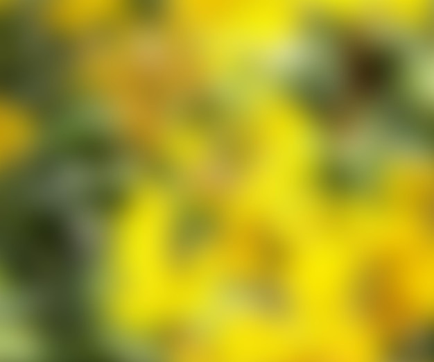 Yellow Blurred Photo Flowers