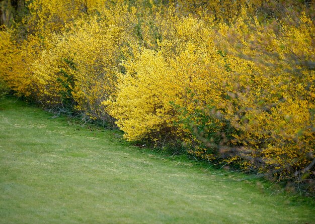 Yellow border forsythia shrubs growing on a lawn Wild autumn or spring hedgerows grown as courtyard garden or park landscape Well maintained gardening area with perennial or seasonal fall plants