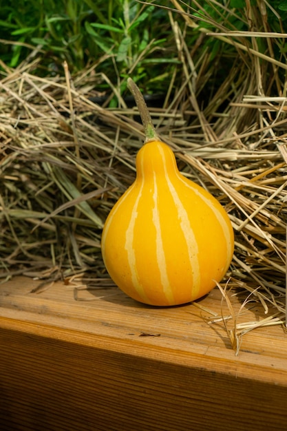 A yellow bottle shaped gourd in the straw