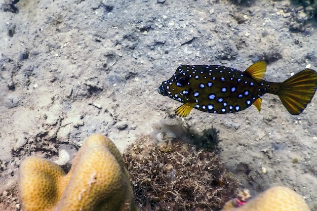 Yellow boxfish (Ostracion cubicus) Underwater, Marine life